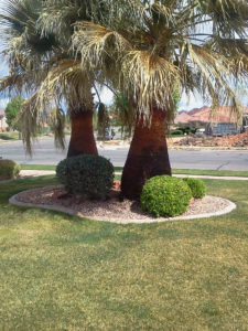 Tree Services in Southern Utah St-George-Tree-Guy_maintenance