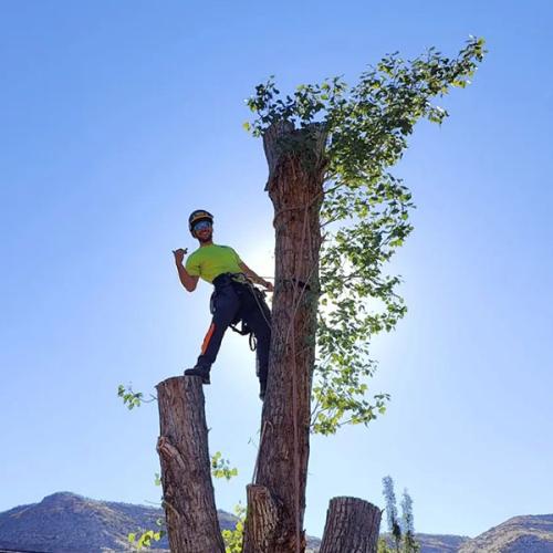 tree-guy-service-img